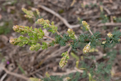Acacia mitchellii