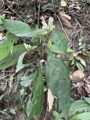 Lepidagathis formosensis