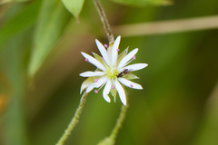 Stellaria vestita