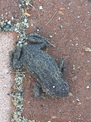 Bufotes viridis balearicus