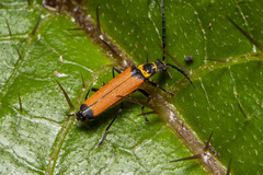 Chauliognathus atricornis