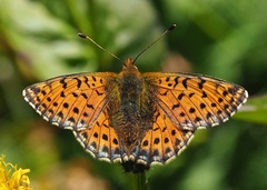Boloria caucasica