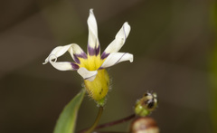 Sisyrinchium micranthum