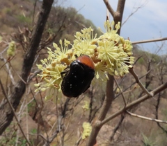 Clinteroides permutans