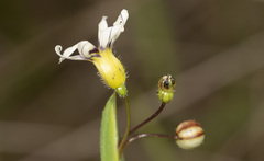 Sisyrinchium micranthum