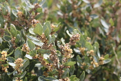 Euclea tomentosa