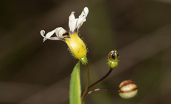 Sisyrinchium micranthum
