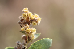 Euclea tomentosa