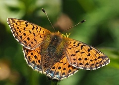 Boloria caucasica