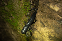 Plethodon shermani