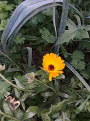Calendula