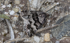 Dichromodes ainaria