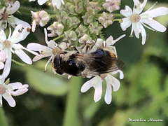 Cheilosia illustrata