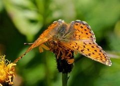 Boloria caucasica