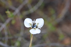 Moraea caeca