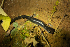 Plethodon shermani