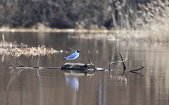 Chroicocephalus ridibundus