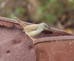 Prinia subflava