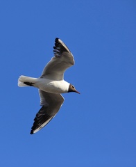 Chroicocephalus ridibundus