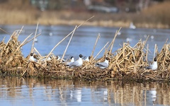 Chroicocephalus ridibundus