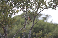 Falco longipennis