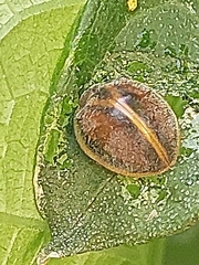 Epilachna clandestina