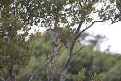 Falco longipennis