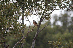 Falco longipennis