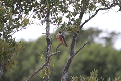 Falco longipennis