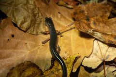 Plethodon shermani