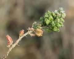 Reseda alba