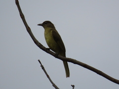 Chlorocichla flaviventris
