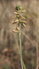 Reseda alba
