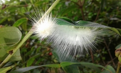Calliteara horsfieldii