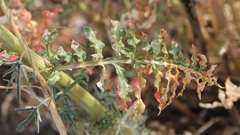 Reseda alba