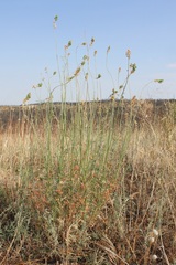 Reseda alba