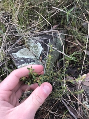 Phyllanthus occidentalis