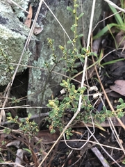 Phyllanthus occidentalis