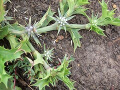 Eryngium vesiculosum