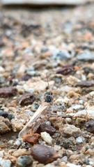 Acrotylus insubricus