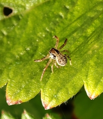 Xysticus