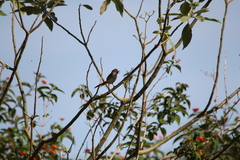 Cincloramphus timoriensis