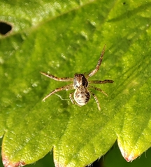 Xysticus