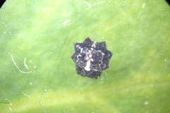 Isoxya cicatricosa