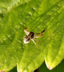Xysticus