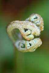 Pteridium aquilinum capense