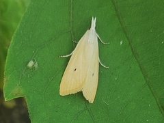 Scirpophaga incertulas