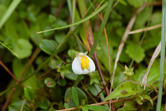 Mazus alpinus