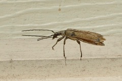 Uracanthus cryptophagus