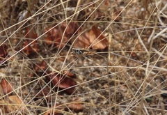 Catantops melanostictus